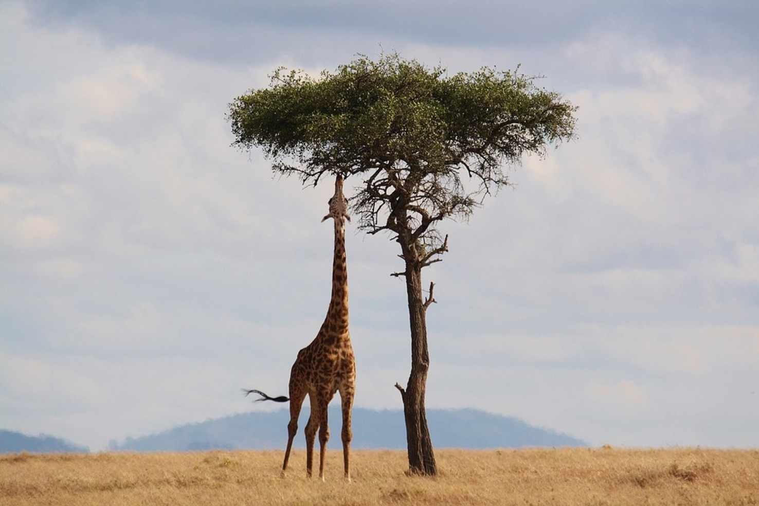 Large giraffe 