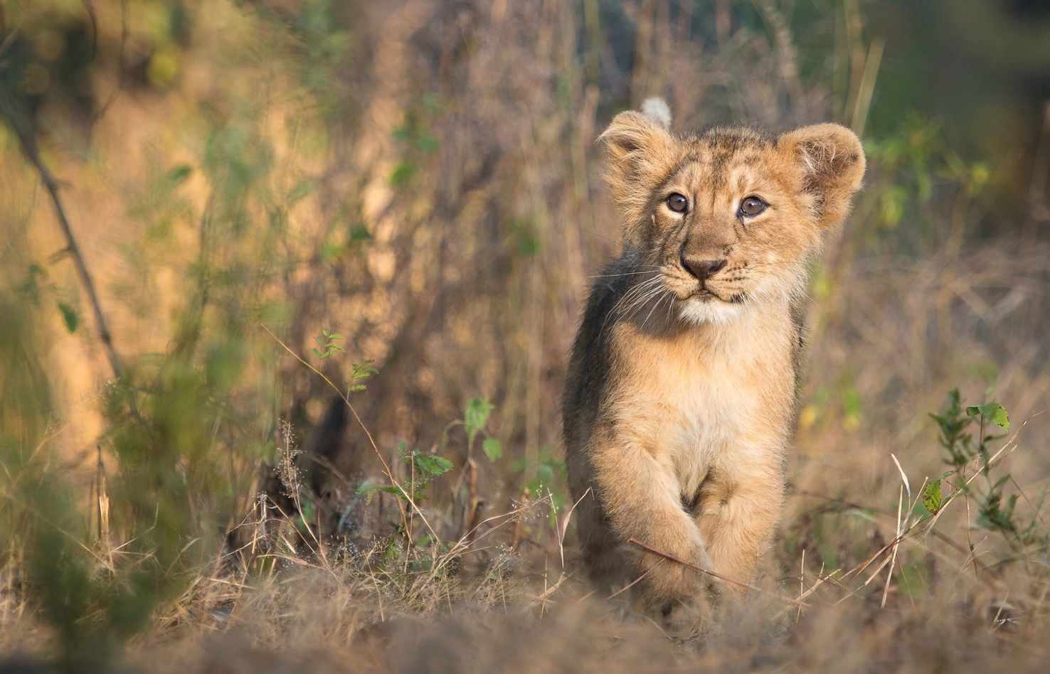Large asiatic lion cub takes a stroll