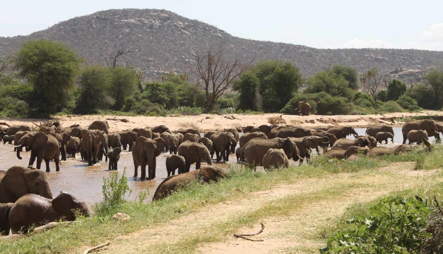 Large elephants crossing ewaso ng iro river in samburu national reserve