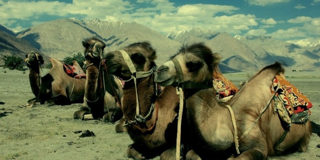 Large camel  journey cart holidays