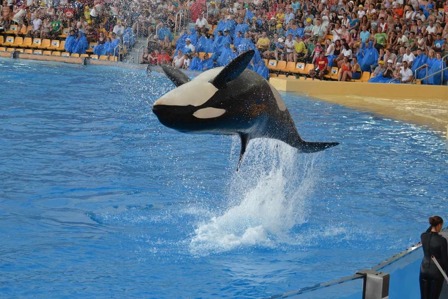 Large jump water park tenerife performance show orca 