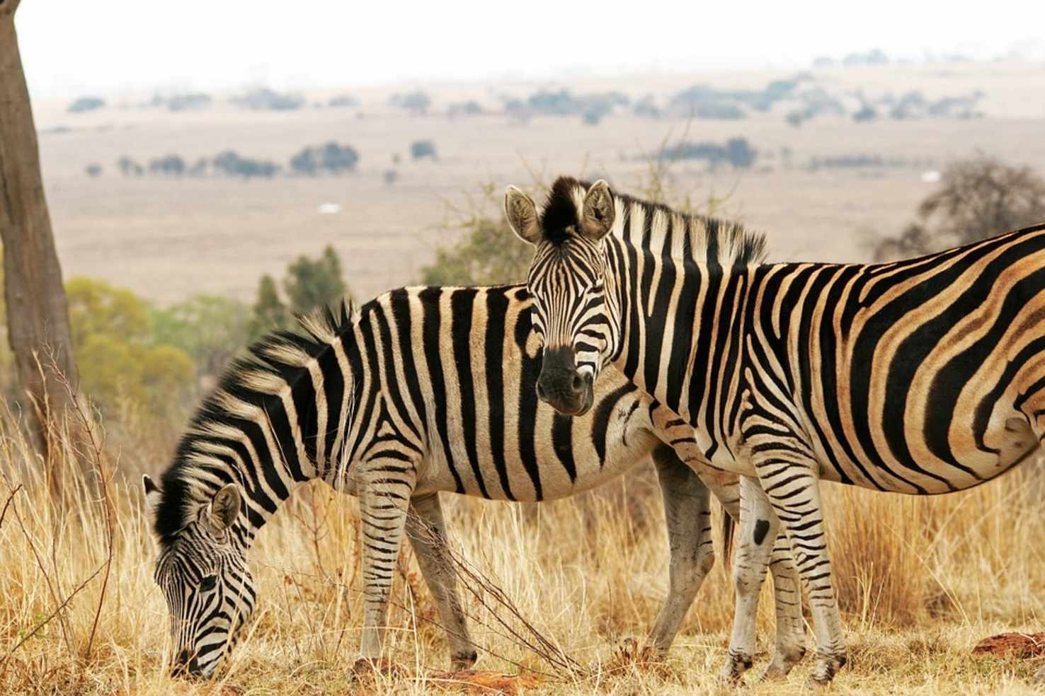 Large zebra 