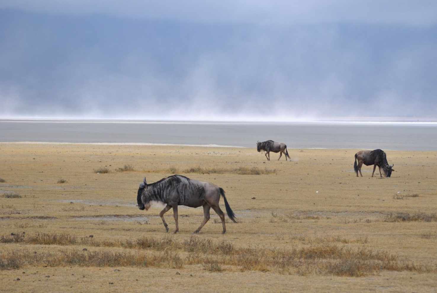 Large ngorongoro crater salt lake gnu wild animals africa national park tanzania