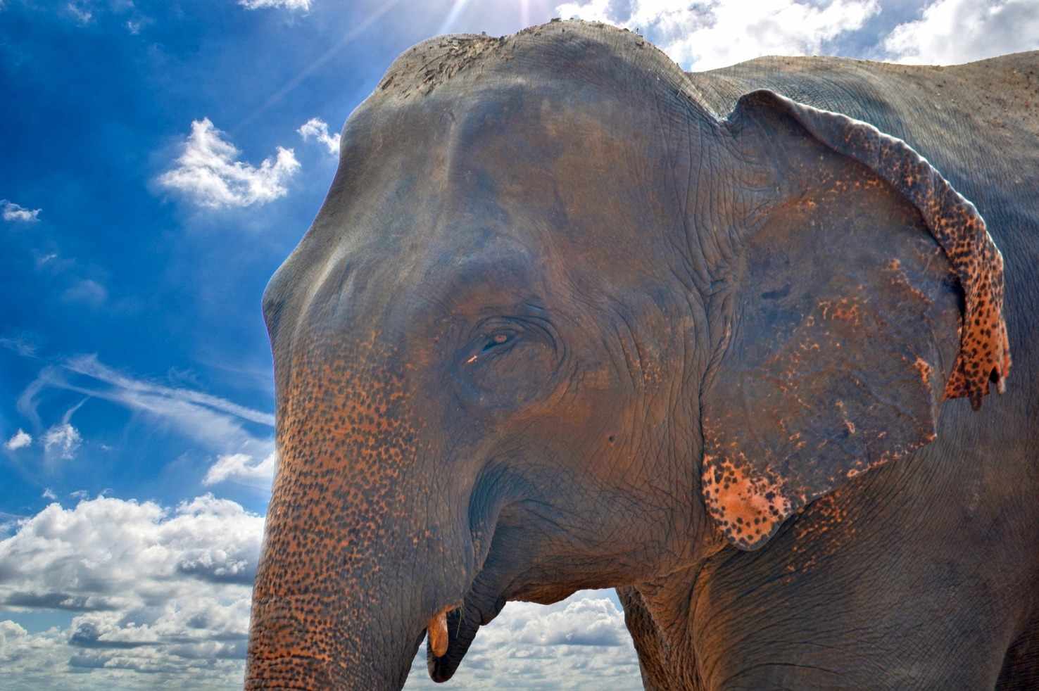 Large elephant 264728