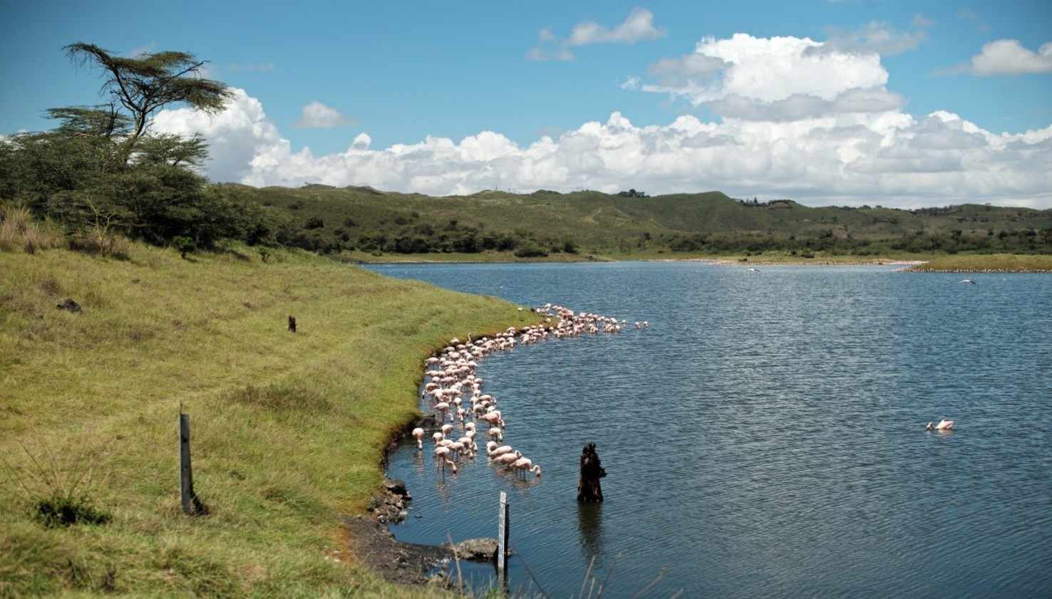 Large africa park leica november lake landscape tanzania flamingos 361251