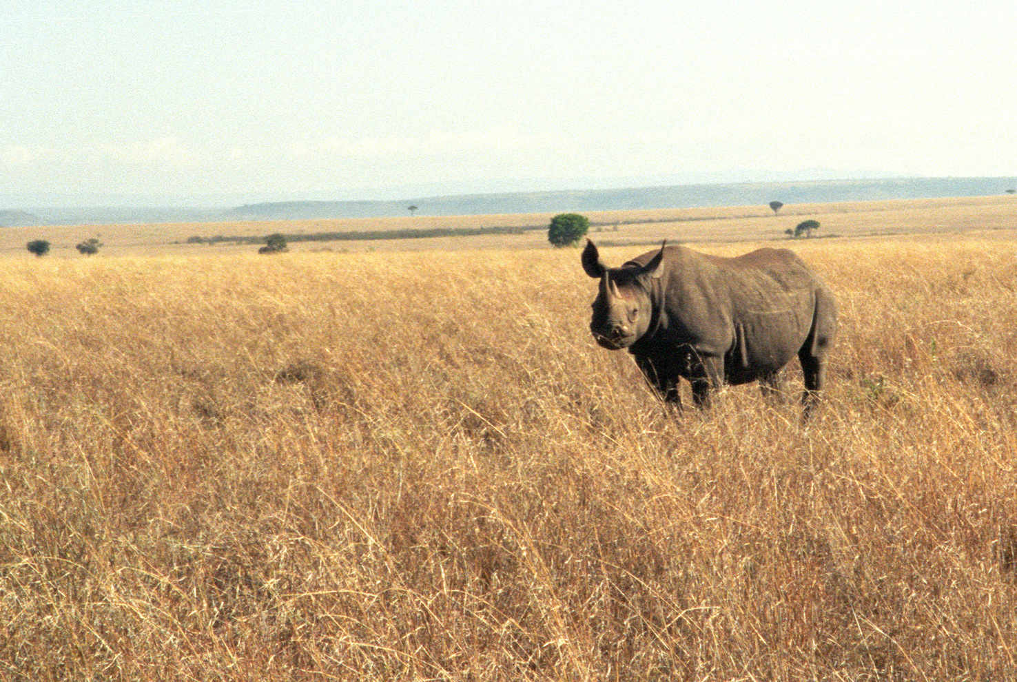 Large rhino04 js 