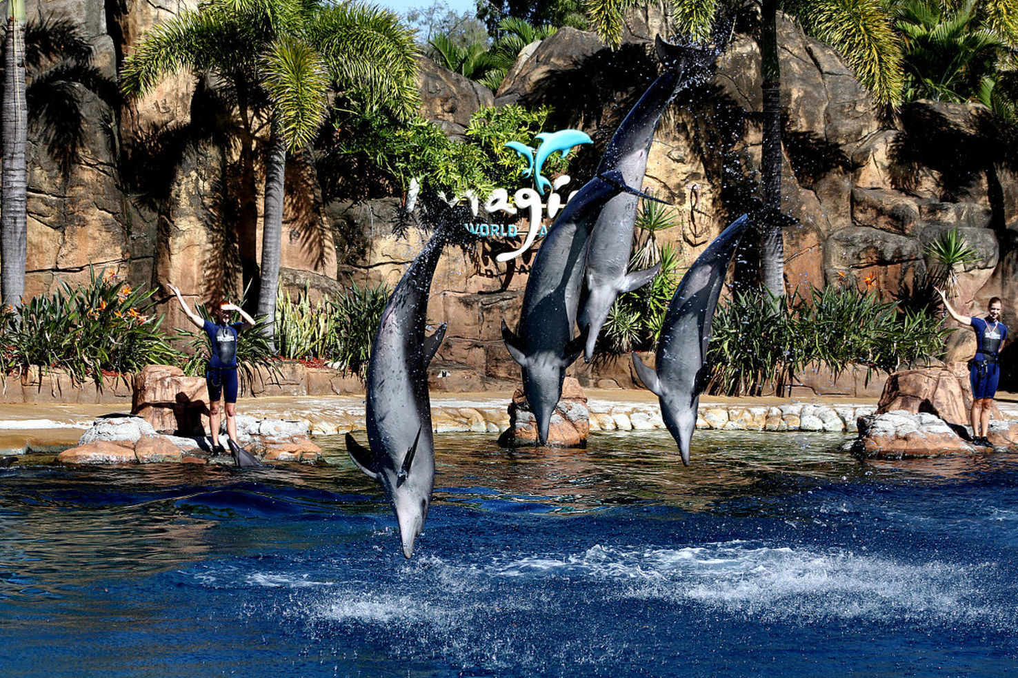 Large dolphin cove