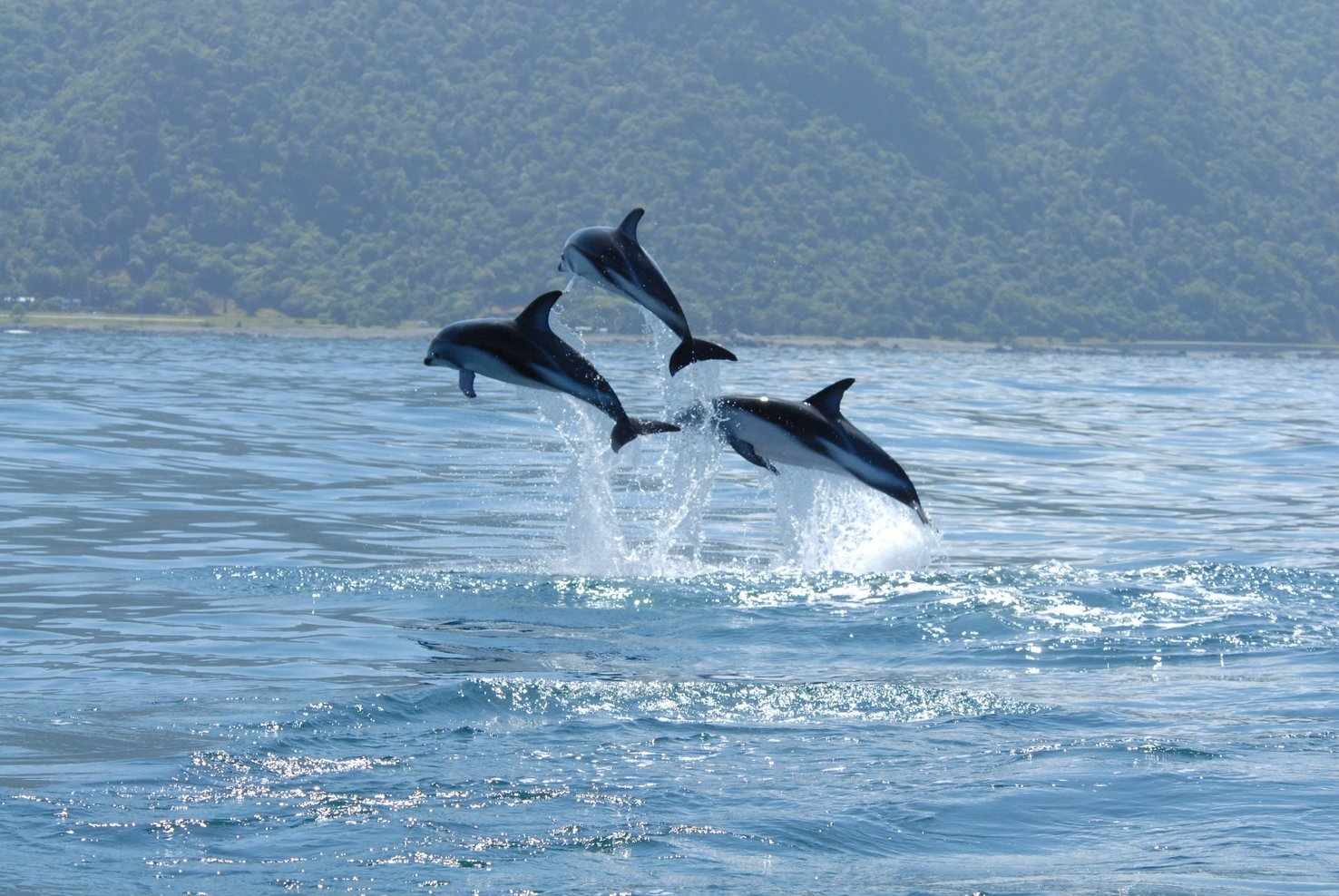 Large dolphins kaikoura