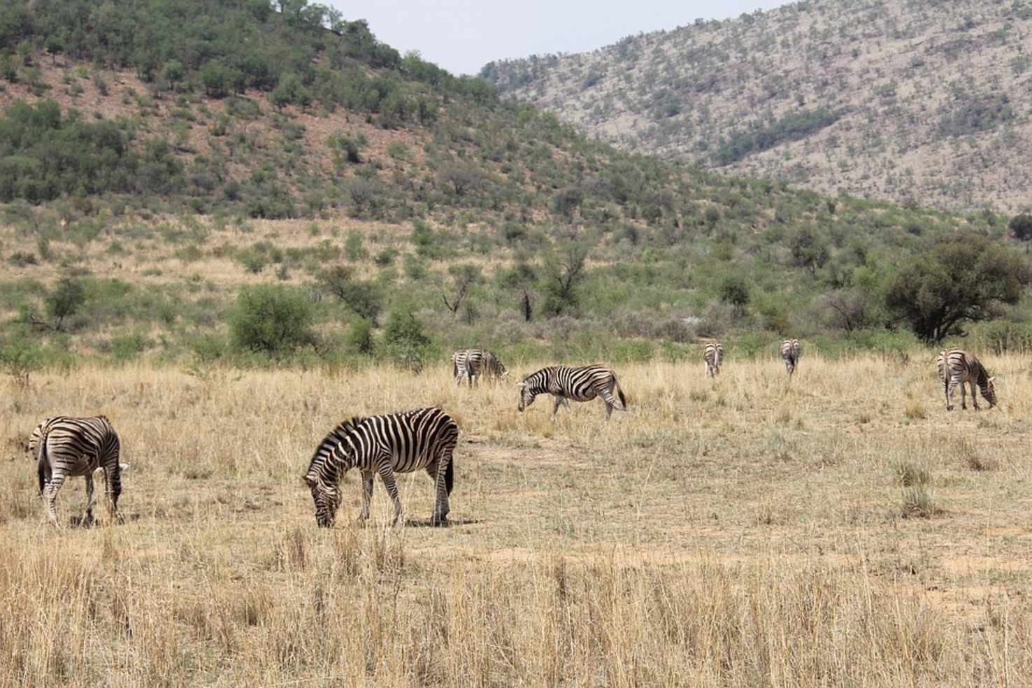 Large zebras