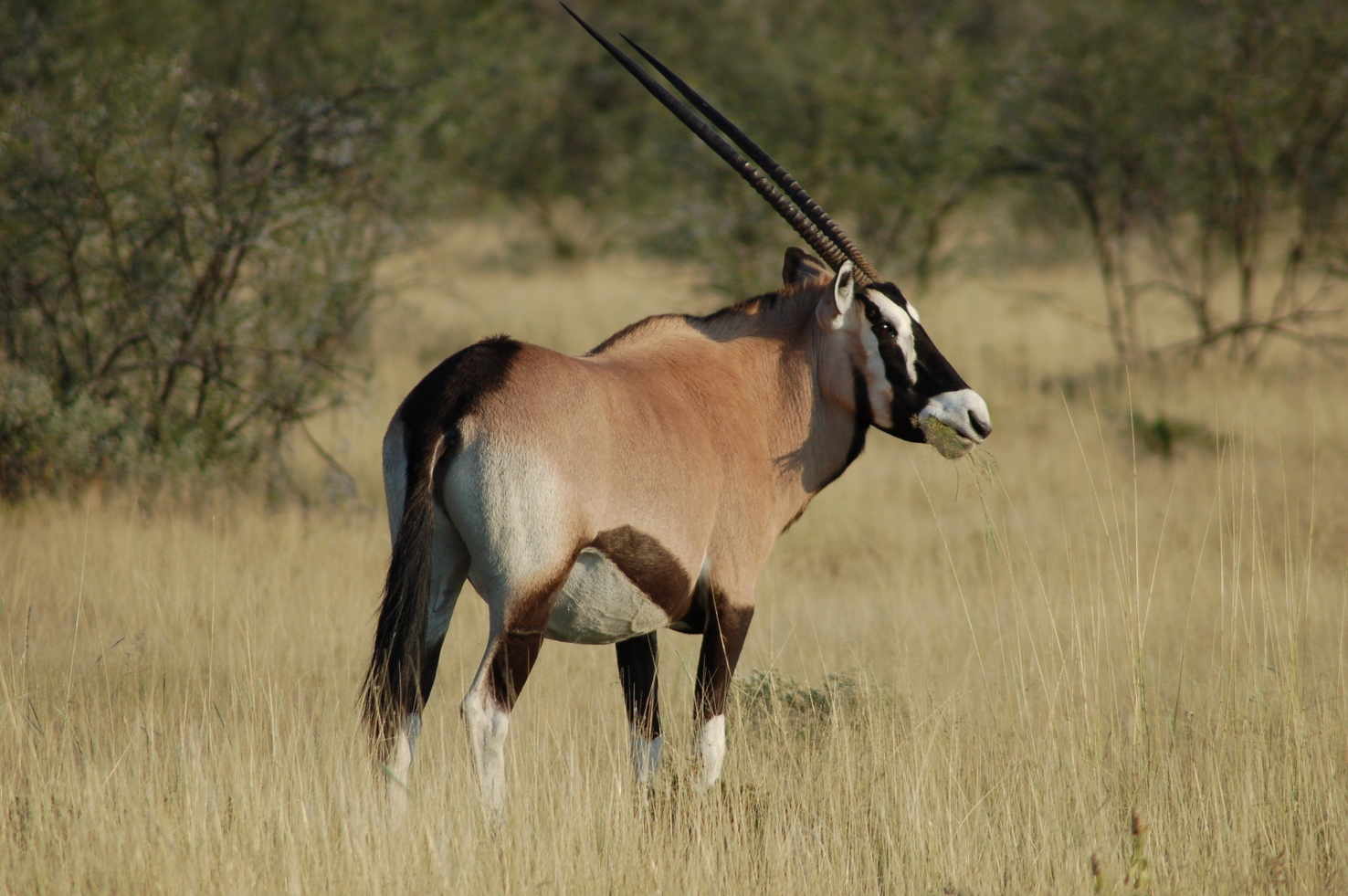 Large oryx  1 