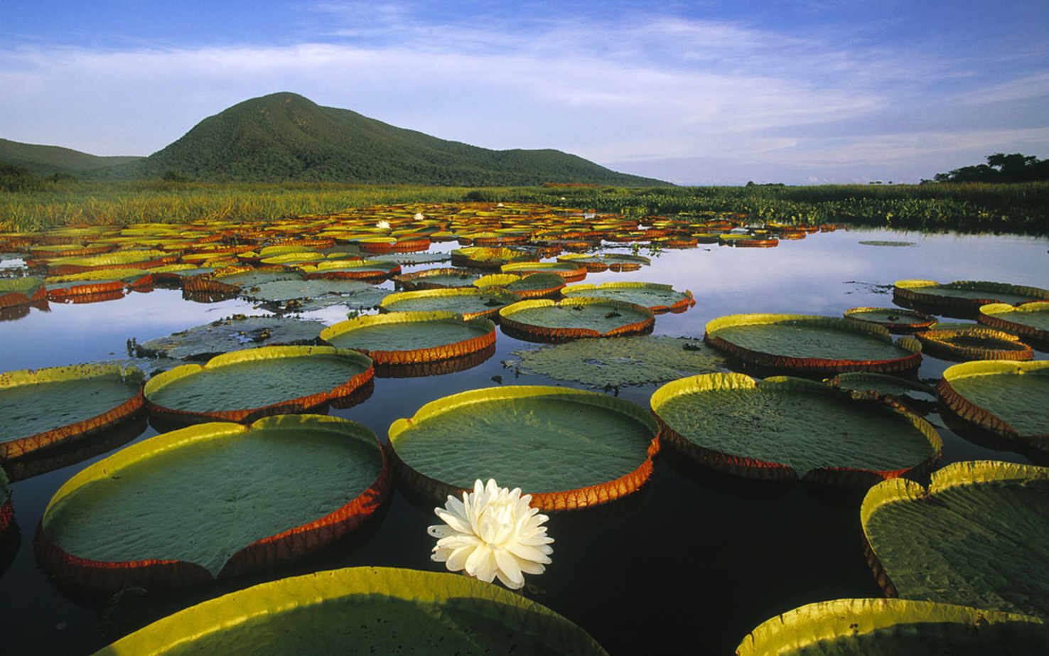 Large pantanal