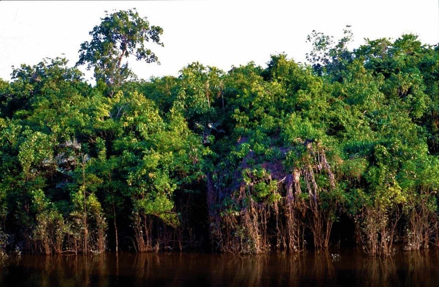 Large pantanal  2 