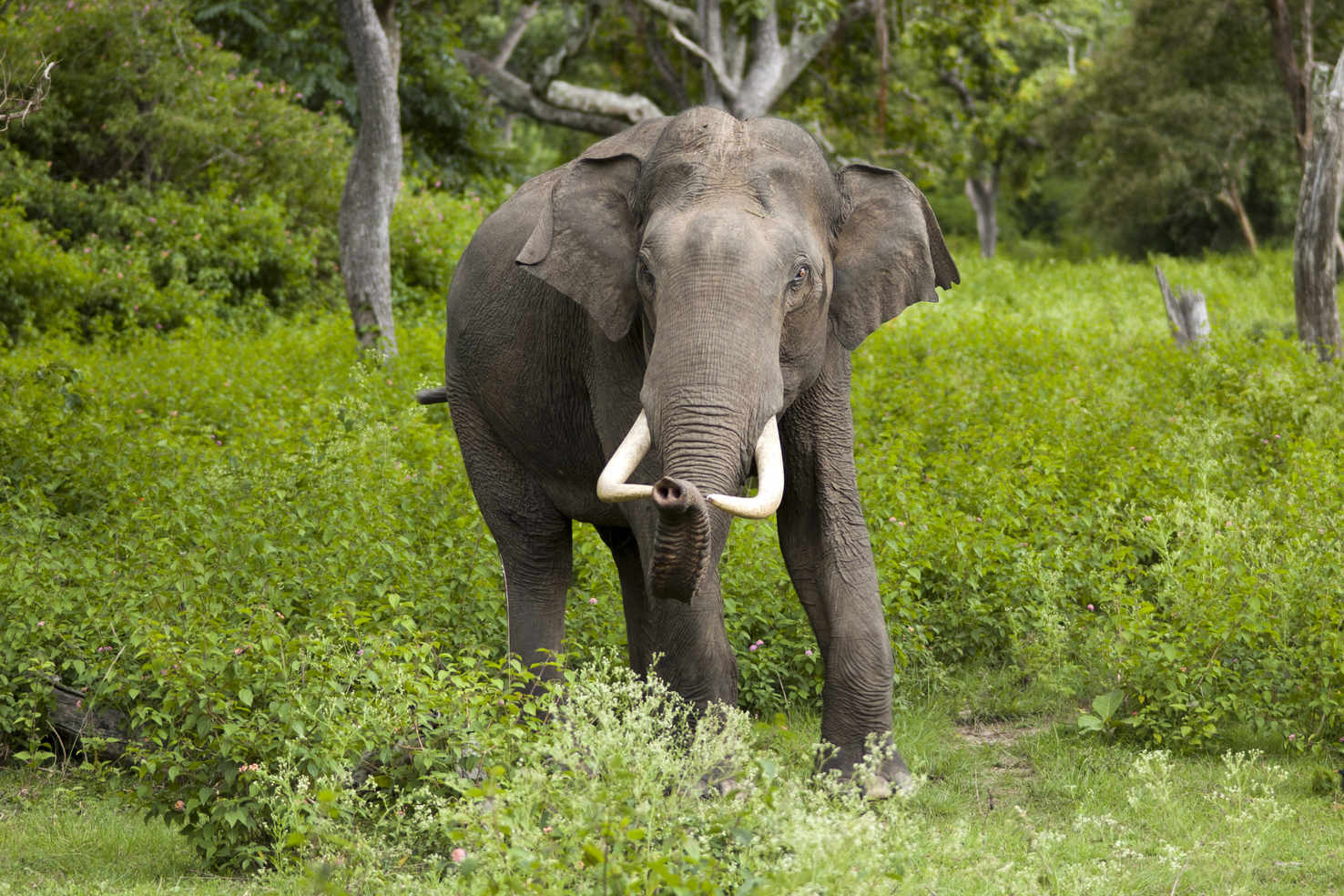 Large elephas maximus  bandipur 