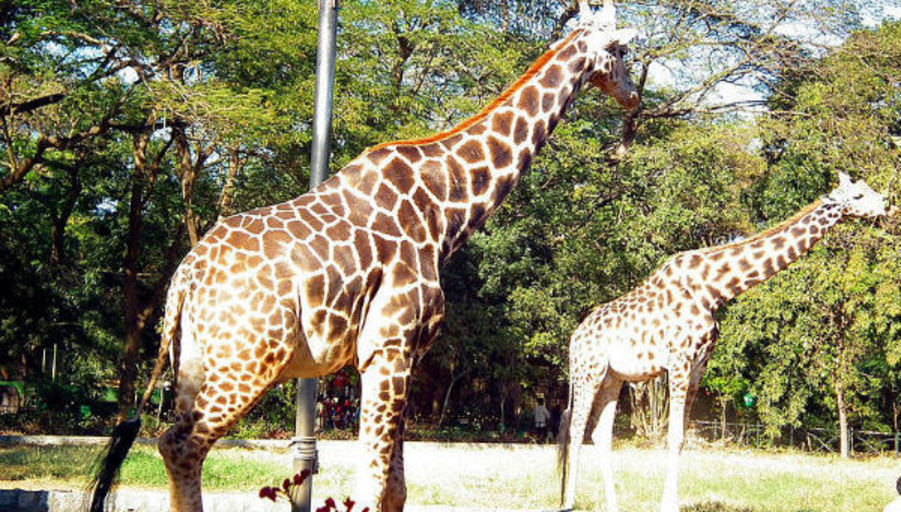 Large giraffe joureny cart holidays