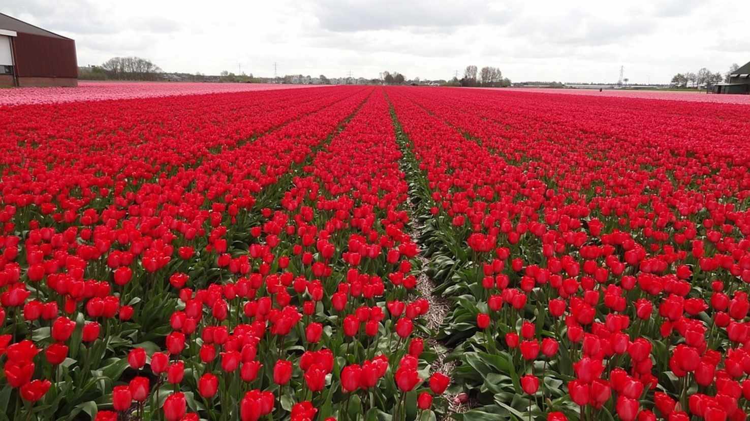 Large field of tulips 